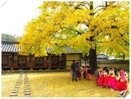 전주 향교 은행나무