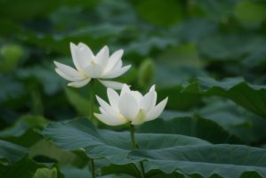 연꽃과 수련 - 관곡지