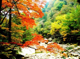 잘익은 설악 단풍~ ㅎㅎ