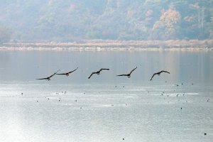 [포토] 우포늪서 겨울날 준비하는 철새들