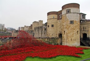 엄청난 규모의 도자기 장미로 장식된 런던타워 888,246 ceramic poppies infill the tower of london for remembrance day: paul cummins,tom piper