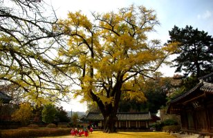 전주 향교의 가을