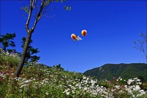 정읍 구절초 축제!