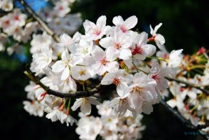 트로트 인기곡 Best... 70곡