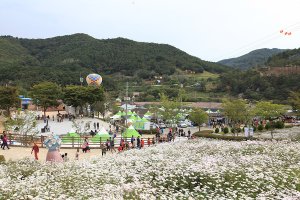 정읍 구절초축제