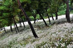 정읍 구절초 축제와 옥정호