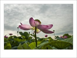 관곡지