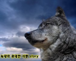 늑대의 위대한 사랑 Story ( 감동ㅠㅠ)