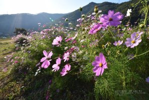 정읍 구절초 축제에서..