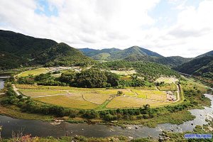 정읍 구절초 축제