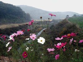 가을하늘과 코스모스