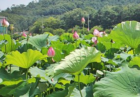 관곡지(스마트폰)