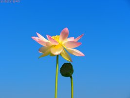 관곡지연꽃