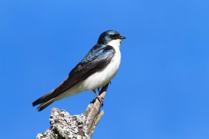 [24절기] 찬 이슬이 맺히는 시기, 한로의 의미와 음식