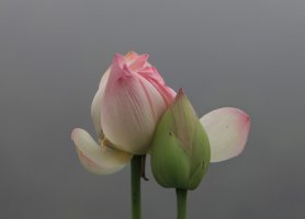 관곡지에서