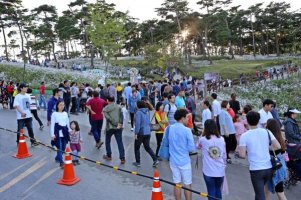 올해 정읍 구절초축제, 관광객 80만명·경제효과 80억원