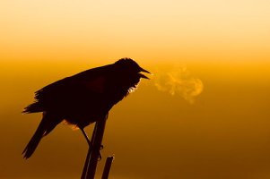 귀촉도 (서정주)