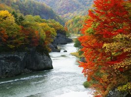 가을 단풍 여행지 베스트6 (설악산/오대산/내장산/소록도/무릉계곡/남이섬)
