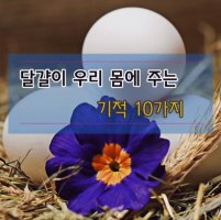 달걀이 우리 몸에 주는 기적 10가지