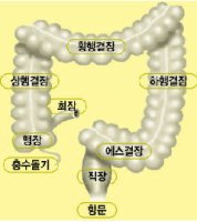 위, 간, 대장, 소장의 구조와 하는 일