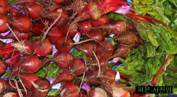 비트의 효능［펴온글임］