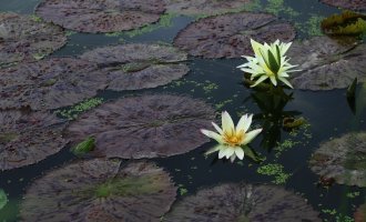 관곡지(官谷池)의 수련(垂蓮)(2/3)