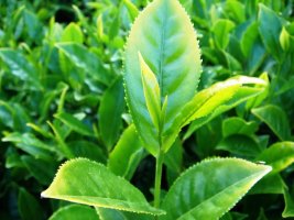 차나무 () Camellia sinensis