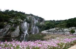 정읍 구절초축제