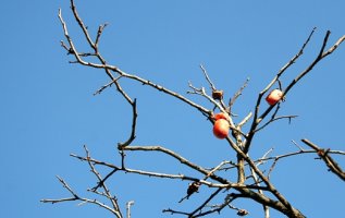 [오늘의 건강] 차가운 입동, '입동 까치밥' 깊은 뜻은?