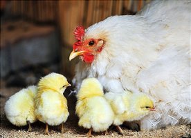 啐啄同時(줄탁동시)-嘴喙同時(취훼동시)