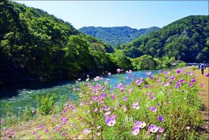 정읍 구절초 축제 [3 ]