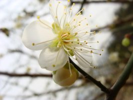 낮과 밤의 길이가 같은 춘분(春分)