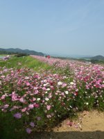 함안 악양 뚝방길 가을 코스모스 축제