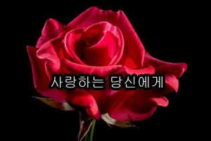 사랑하는 당신에게