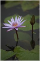 2010 관곡지에서