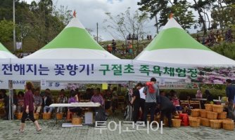 정읍 구절초 축제