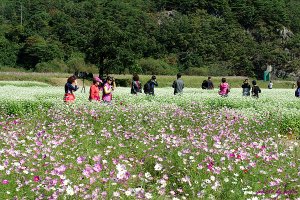 정읍 구절초축제, 임실 옥정호