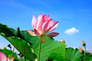 2010-07-25 시흥 관곡지 연꽃