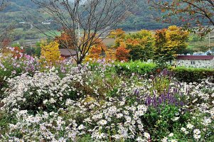 정읍 구절초 축제와 옥정호