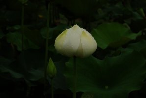 관곡지
