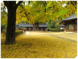 전주 향교 은행나무