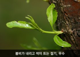 봄비가 내리고 싹이 트는 절기, 우수(우수 풍속, 우수 속담)