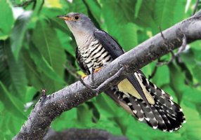 '소쩍새(접동새)'와 '두견이(두견새)'