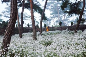 정읍 구절초 축제