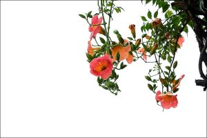 (시흥)관곡지의 우중 연화(雨中蓮花)