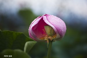 연밥을 감싸고 있는 연(蓮)-관곡지에서