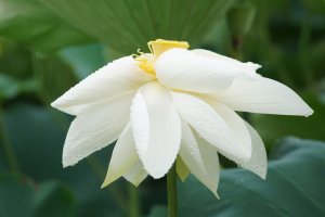 부천 관곡지 연꽃 (2019.07.21)