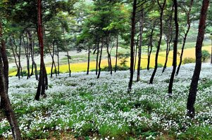 정읍 구절초 축제와 옥정호