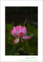 관곡지..10-4