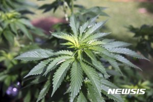 [종합]캐나다, 마리화나 합법화..우루과이 이어 세계 두번째